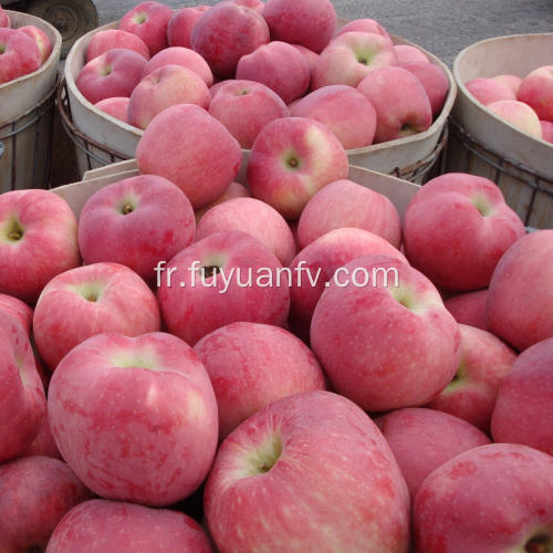 Hotsale douce et croustillante pomme étoile rouge